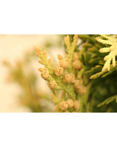 Туя західна Єуроп Голд | Туя западная Еуроп Голд | Thuja occidentalis Europe Gold