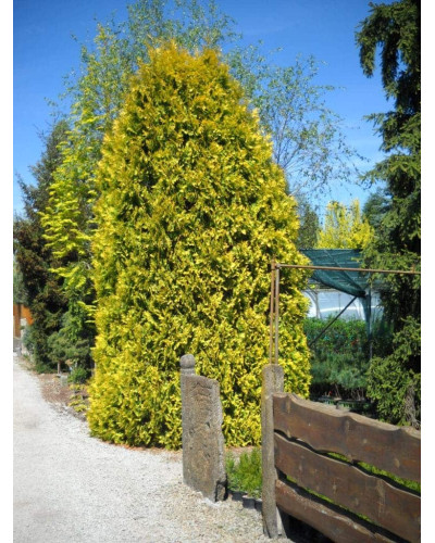 Туя західна Єуроп Голд | Туя западная Еуроп Голд | Thuja occidentalis Europe Gold
