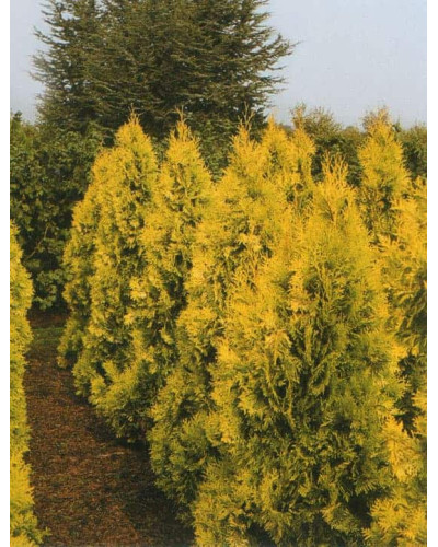 Туя західна Єуроп Голд | Туя западная Еуроп Голд | Thuja occidentalis Europe Gold