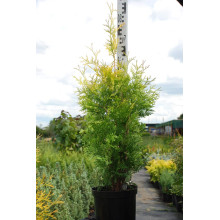 Туя західна Єллоу Ріббон | Туя западная Еллоу Риббон | Thuja occidentalis Yellow Ribbon