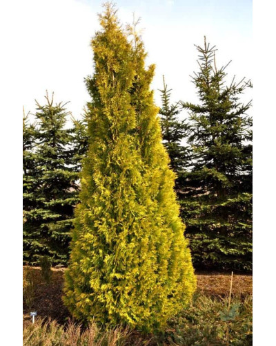 Туя західна Єллоу Ріббон | Туя западная Еллоу Риббон | Thuja occidentalis Yellow Ribbon