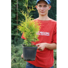 Туя західна Єллоу Ріббон | Туя западная Еллоу Риббон | Thuja occidentalis Yellow Ribbon