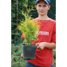 Туя західна Єллоу Ріббон | Туя западная Еллоу Риббон | Thuja occidentalis Yellow Ribbon