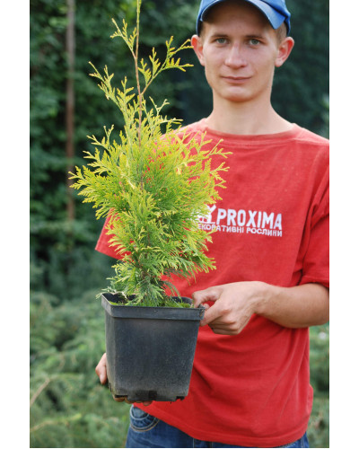 Туя західна Єллоу Ріббон | Туя западная Еллоу Риббон | Thuja occidentalis Yellow Ribbon
