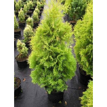 Туя західна Єллоу Ріббон | Туя западная Еллоу Риббон | Thuja occidentalis Yellow Ribbon