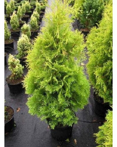 Туя західна Єллоу Ріббон | Туя западная Еллоу Риббон | Thuja occidentalis Yellow Ribbon