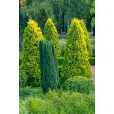 Туя західна Єллоу Ріббон | Туя западная Еллоу Риббон | Thuja occidentalis Yellow Ribbon