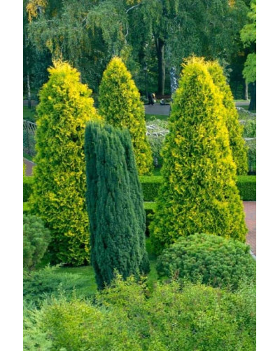Туя західна Єллоу Ріббон | Туя западная Еллоу Риббон | Thuja occidentalis Yellow Ribbon