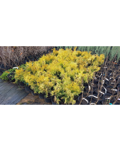 Туя західна Єллоу Ріббон | Туя западная Еллоу Риббон | Thuja occidentalis Yellow Ribbon