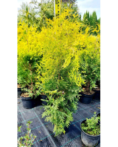 Туя західна Єллоу Ріббон | Туя западная Еллоу Риббон | Thuja occidentalis Yellow Ribbon