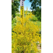Туя західна Єллоу Ріббон | Туя западная Еллоу Риббон | Thuja occidentalis Yellow Ribbon