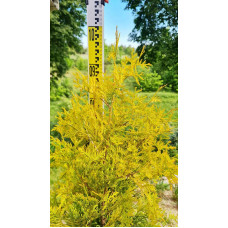 Туя західна Єллоу Ріббон | Туя западная Еллоу Риббон | Thuja occidentalis Yellow Ribbon