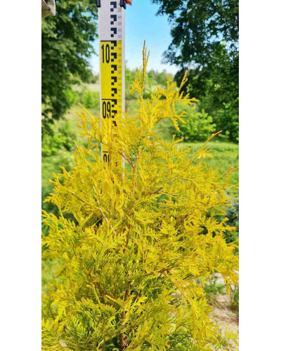 Туя західна Єллоу Ріббон | Туя западная Еллоу Риббон | Thuja occidentalis Yellow Ribbon