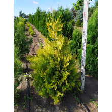 Туя західна Єллоу Ріббон | Туя западная Еллоу Риббон | Thuja occidentalis Yellow Ribbon