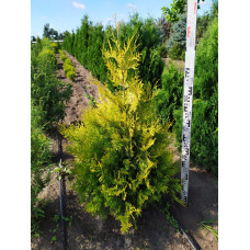 Туя західна Єллоу Ріббон | Туя западная Еллоу Риббон | Thuja occidentalis Yellow Ribbon