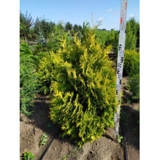 Туя західна Єллоу Ріббон | Туя западная Еллоу Риббон | Thuja occidentalis Yellow Ribbon