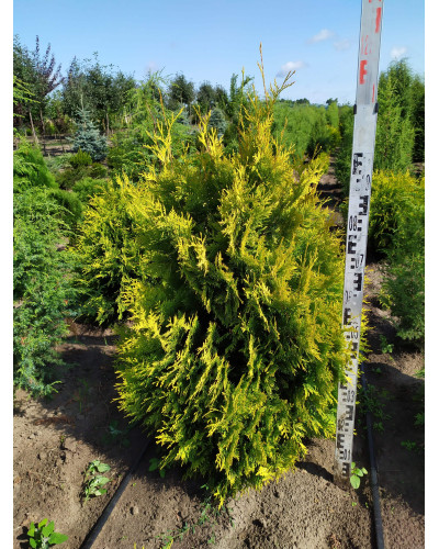Туя західна Єллоу Ріббон | Туя западная Еллоу Риббон | Thuja occidentalis Yellow Ribbon