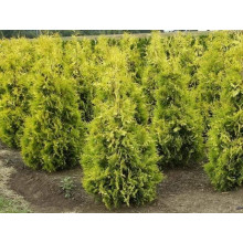 Туя західна Єллоу Ріббон | Туя западная Еллоу Риббон | Thuja occidentalis Yellow Ribbon