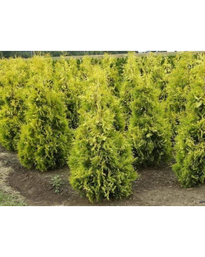 Туя західна Єллоу Ріббон | Туя западная Еллоу Риббон | Thuja occidentalis Yellow Ribbon