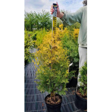 Туя західна Єллоу Ріббон | Туя западная Еллоу Риббон | Thuja occidentalis Yellow Ribbon