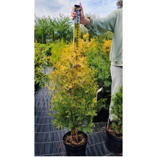 Туя західна Єллоу Ріббон | Туя западная Еллоу Риббон | Thuja occidentalis Yellow Ribbon