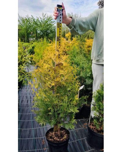 Туя західна Єллоу Ріббон | Туя западная Еллоу Риббон | Thuja occidentalis Yellow Ribbon