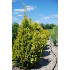 Туя західна Єллоу Ріббон | Туя западная Еллоу Риббон | Thuja occidentalis Yellow Ribbon