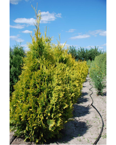 Туя західна Єллоу Ріббон | Туя западная Еллоу Риббон | Thuja occidentalis Yellow Ribbon