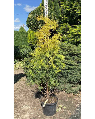 Туя західна Єллоу Ріббон | Туя западная Еллоу Риббон | Thuja occidentalis Yellow Ribbon