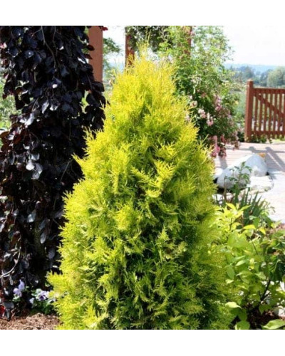 Туя західна Єллоу Ріббон | Туя западная Еллоу Риббон | Thuja occidentalis Yellow Ribbon