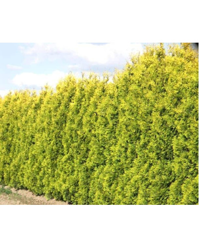 Туя західна Єллоу Ріббон | Туя западная Еллоу Риббон | Thuja occidentalis Yellow Ribbon