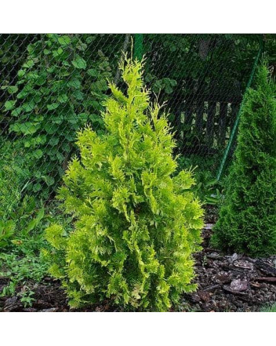 Туя західна Єллоу Ріббон | Туя западная Еллоу Риббон | Thuja occidentalis Yellow Ribbon