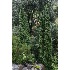 Туя західна Дегрут Спайр | Туя западная Дегрут Спайр | Thuja occidentalis Degroot Spire