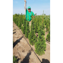 Туя західна Дегрут Спайр | Туя западная Дегрут Спайр | Thuja occidentalis Degroot Spire
