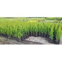 Туя західна Дегрут Спайр | Туя западная Дегрут Спайр | Thuja occidentalis Degroot Spire