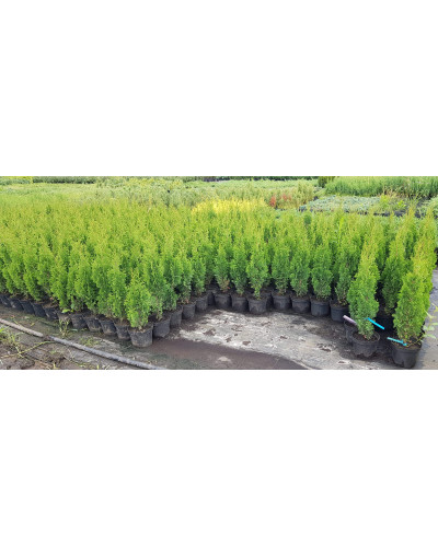 Туя західна Дегрут Спайр | Туя западная Дегрут Спайр | Thuja occidentalis Degroot Spire