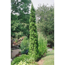 Туя західна Дегрут Спайр | Туя западная Дегрут Спайр | Thuja occidentalis Degroot Spire