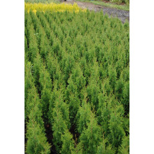 Туя західна Дегрут Спайр | Туя западная Дегрут Спайр | Thuja occidentalis Degroot Spire
