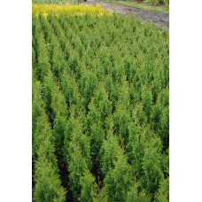 Туя західна Дегрут Спайр | Туя западная Дегрут Спайр | Thuja occidentalis Degroot Spire