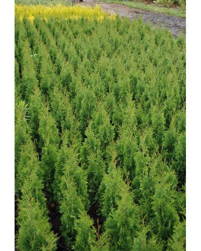 Туя західна Дегрут Спайр | Туя западная Дегрут Спайр | Thuja occidentalis Degroot Spire