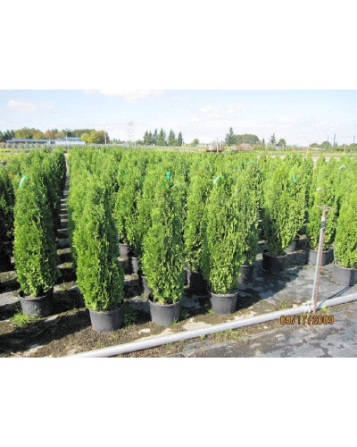 Туя західна Дегрут Спайр | Туя западная Дегрут Спайр | Thuja occidentalis Degroot Spire