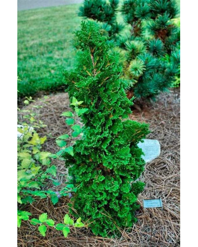 Туя західна Дегрут Спайр | Туя западная Дегрут Спайр | Thuja occidentalis Degroot Spire