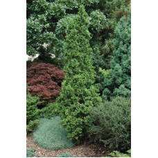 Туя західна Дегрут Спайр | Туя западная Дегрут Спайр | Thuja occidentalis Degroot Spire