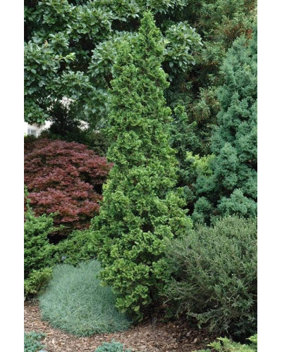 Туя західна Дегрут Спайр | Туя западная Дегрут Спайр | Thuja occidentalis Degroot Spire