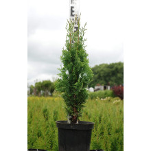 Туя західна Дегрут Спайр | Туя западная Дегрут Спайр | Thuja occidentalis Degroot Spire