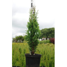 Туя західна Дегрут Спайр | Туя западная Дегрут Спайр | Thuja occidentalis Degroot Spire