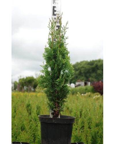 Туя західна Дегрут Спайр | Туя западная Дегрут Спайр | Thuja occidentalis Degroot Spire