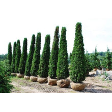 Туя західна Дегрут Спайр | Туя западная Дегрут Спайр | Thuja occidentalis Degroot Spire