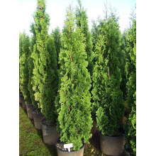 Туя західна Дегрут Спайр | Туя западная Дегрут Спайр | Thuja occidentalis Degroot Spire