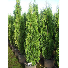 Туя західна Дегрут Спайр | Туя западная Дегрут Спайр | Thuja occidentalis Degroot Spire